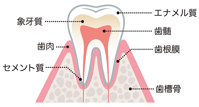 矯正歯科治療で本当に歯は動く？
